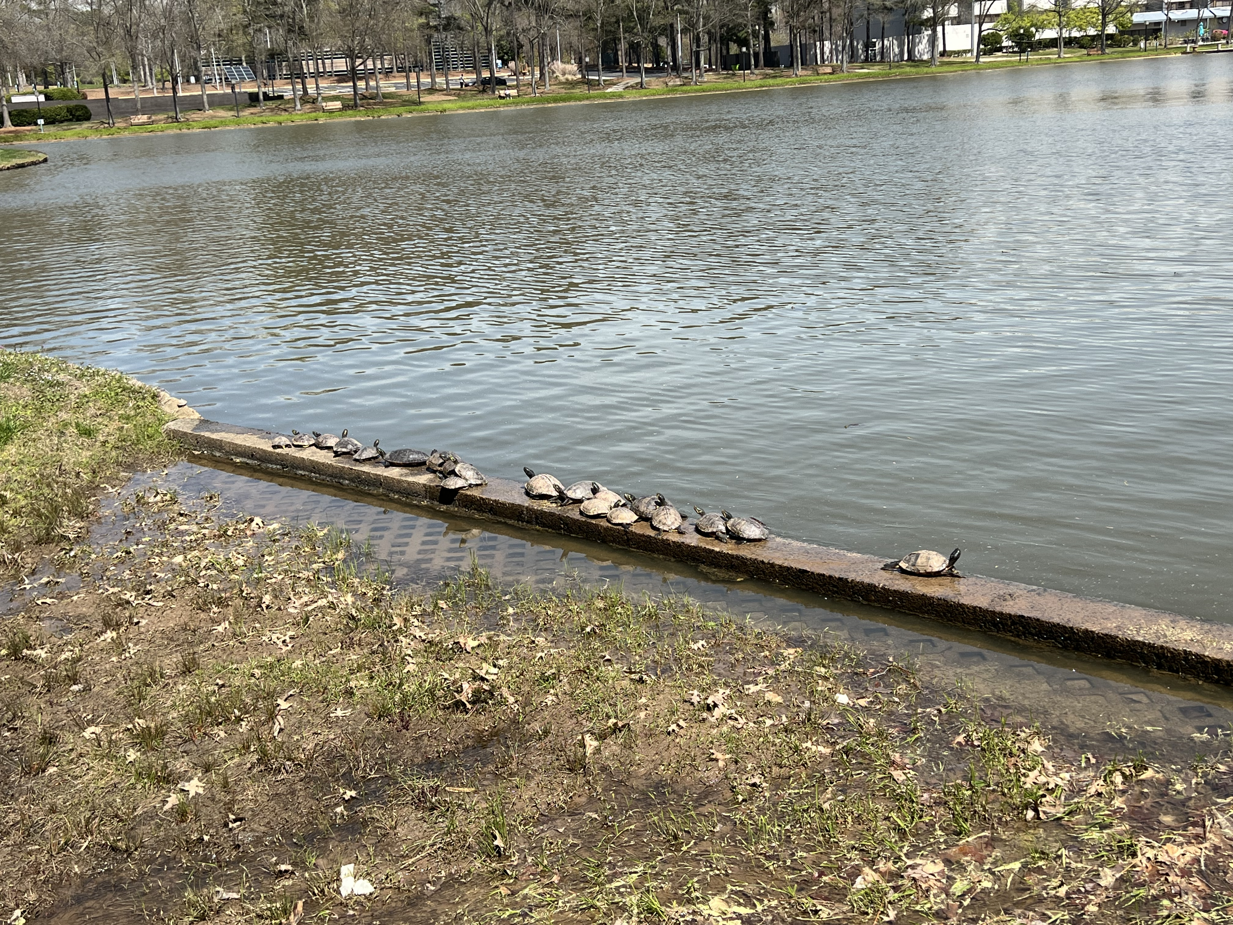 ./2024/03 - Meridian Park/IMG_1086.jpg